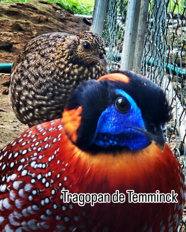 TRAGOPAN DE TEMMINCK