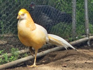 FAISAN DORE MUTATION PECHE