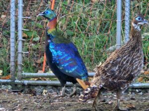 LOPHOPHORE RESPLENDISSANT