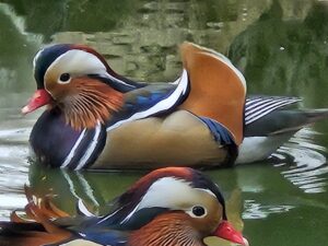 CANARD MANDARIN