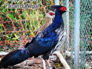 FAISAN LEUCOMELE HUPPE NOIRE