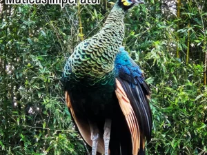 PAON VERT MUTICUS IMPERATOR
