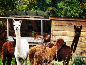 ALPAGAS