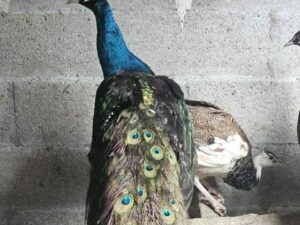 PAON BLEU NIGRIPENNE