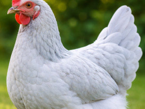 Poule AZUR (oeufs bleus)